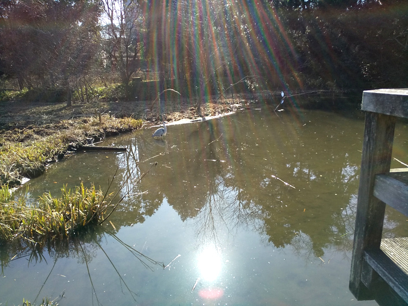 姿見の池（東京の名湧水57選）