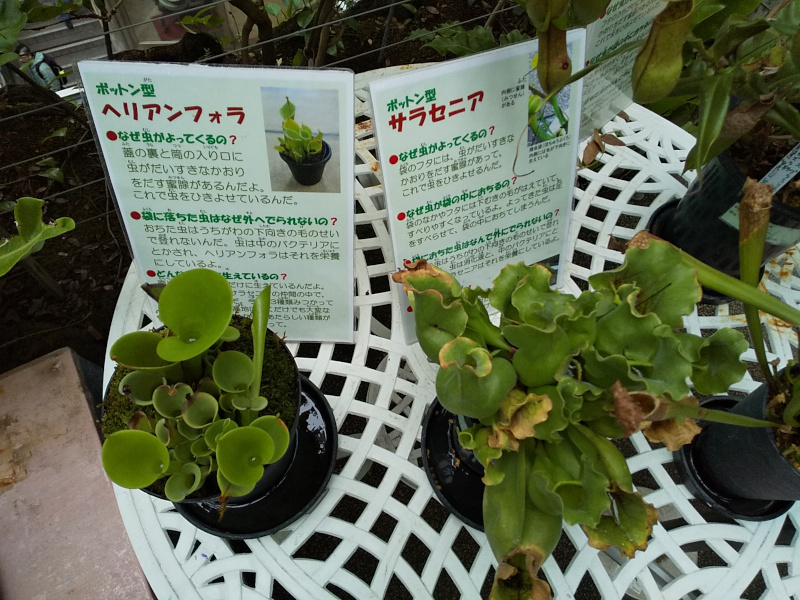 食虫植物（熱帯環境植物館）